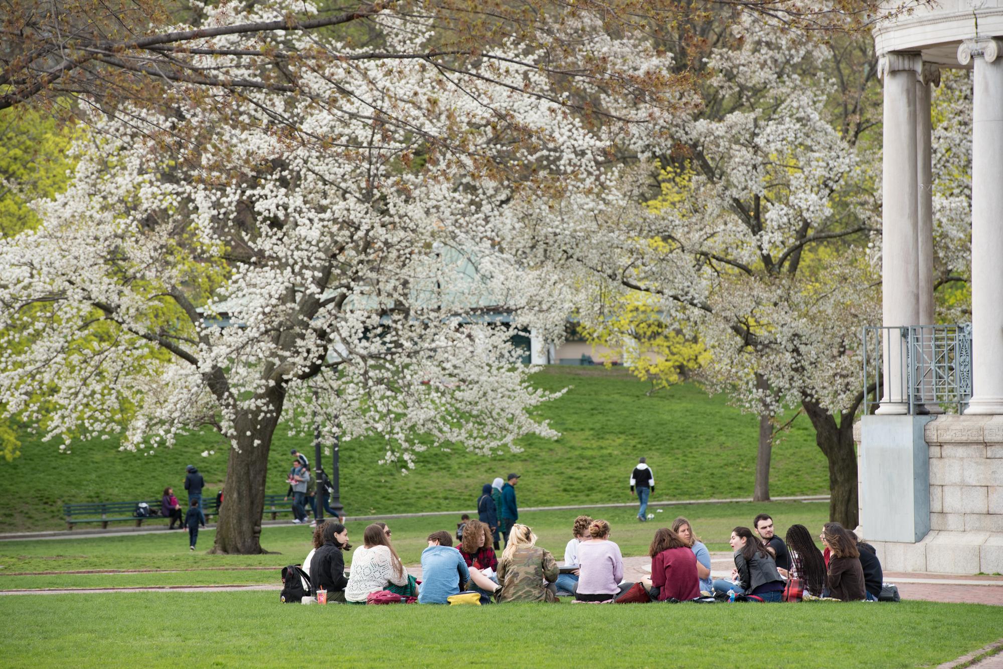 Students gathered in a park with a white cherry blossom tree in the background