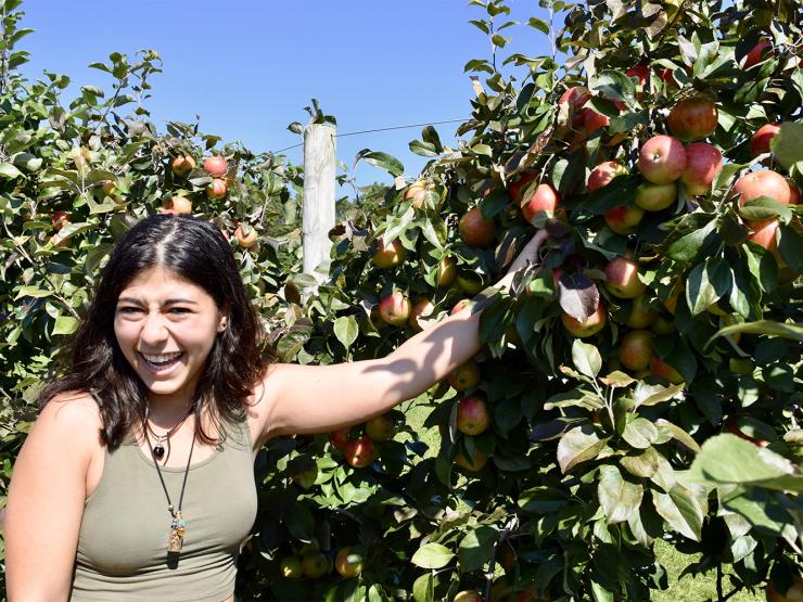 A young woman picks an apple from a tree