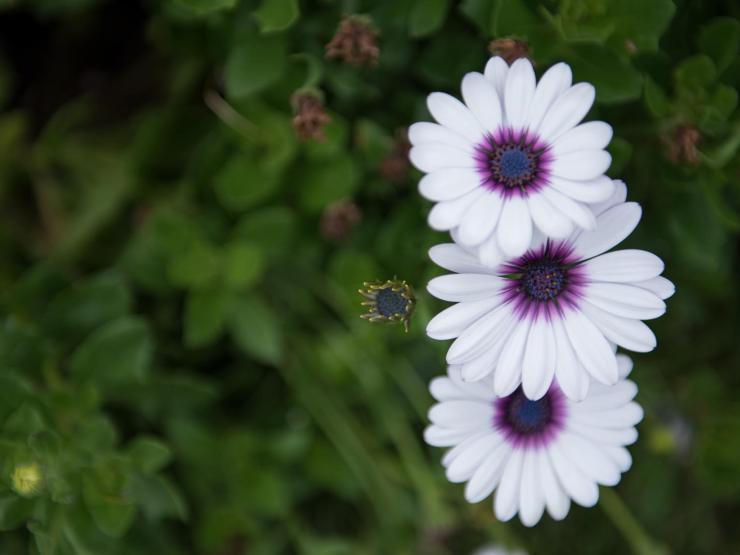 A trio of cape daisies, with white petals and deep purple centers, from the Boston Public Gardens