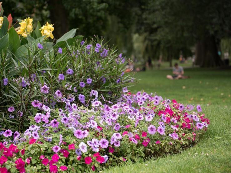 A variety of flowers, such as yellow irises, are blooming on a spring day in the Boston Public Gardens