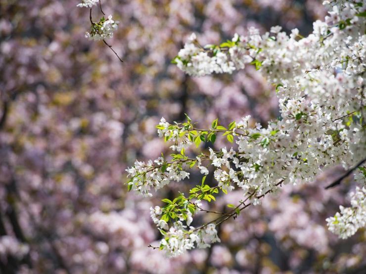 Branches of flower blossoms from trees during spring in Boston Common. The blooms are colored white in the foreground and pink in the background.