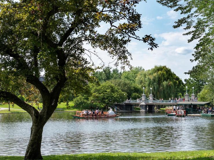 A lake in the Boston Public Gardens, flanked by foliage and trees, including a large willow. There are swan boats in the lake waiting to depart with tourists.