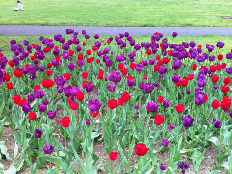 a plot of red and purple tulips in the Boston Public Garden