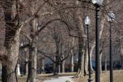 Two people walking through the Boston Common. The trees above them are bare.