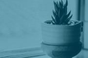 a pot with a plant by the window