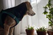 A dog looking out of a window