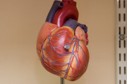 A model of a heart on a metal stand on a shelf
