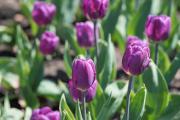 Rows of purple tulips in the Boston Public Gardens