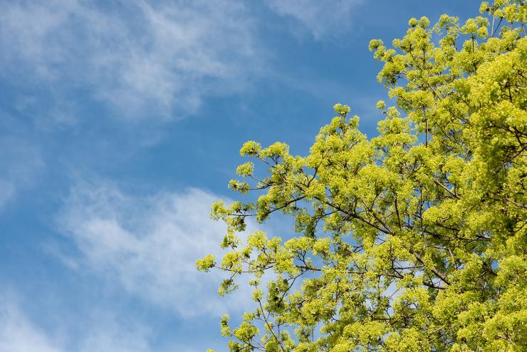 Photo of a green blooming tree with the blue sky in the background