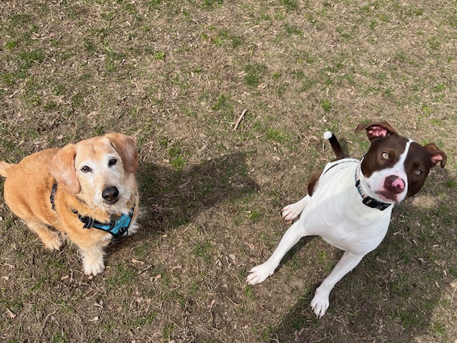 Two dogs outside