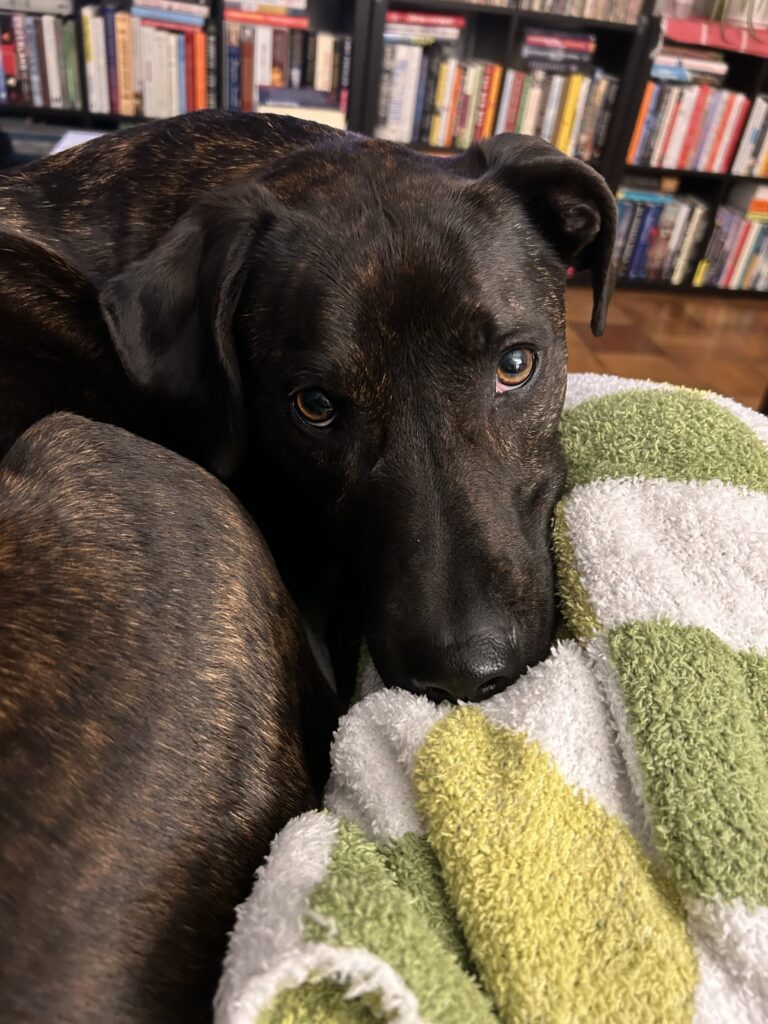 A dog lays on a towel