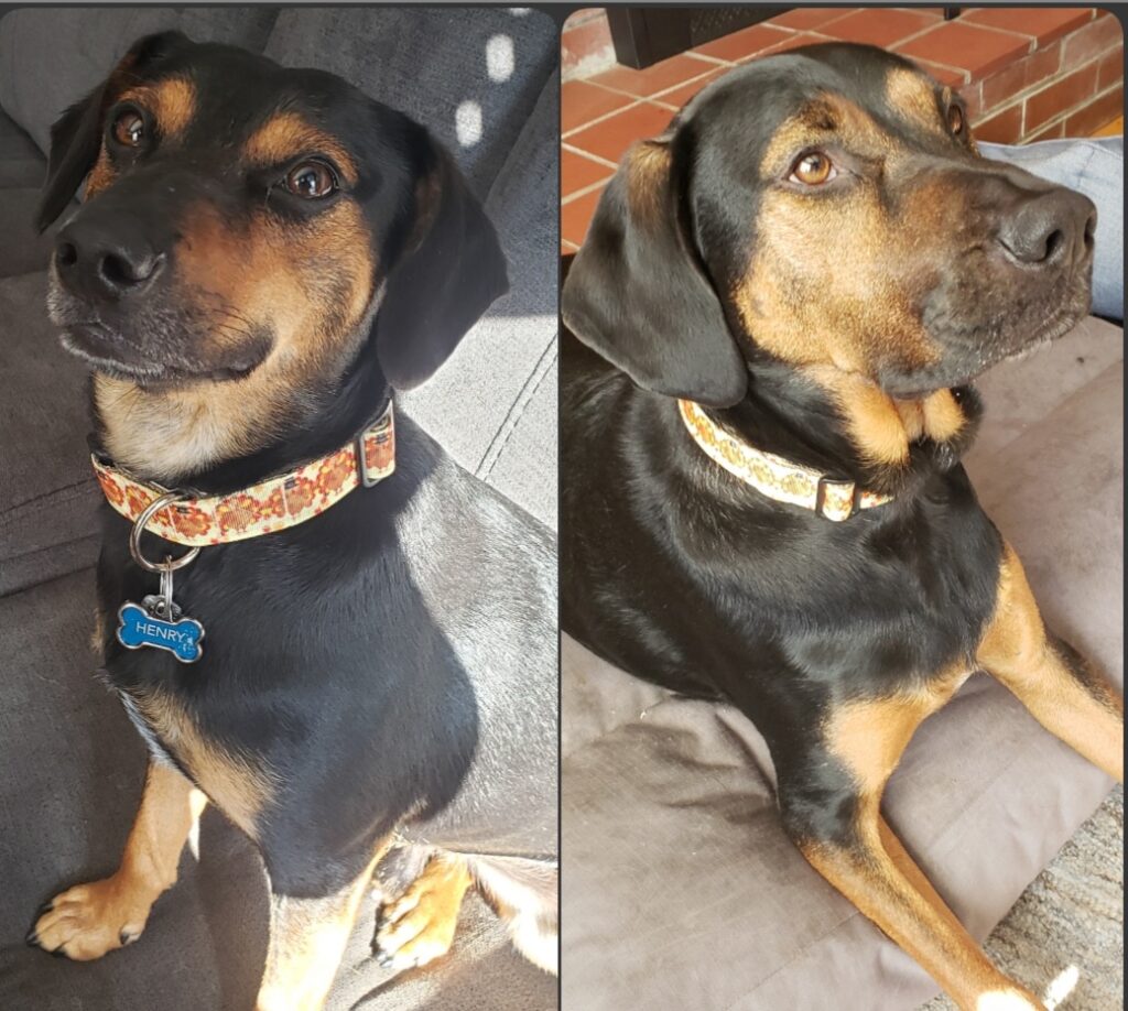 Two black and tan dogs