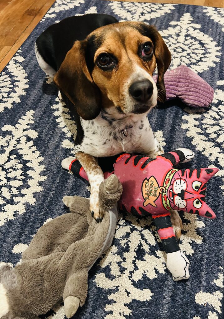 a beagle dog