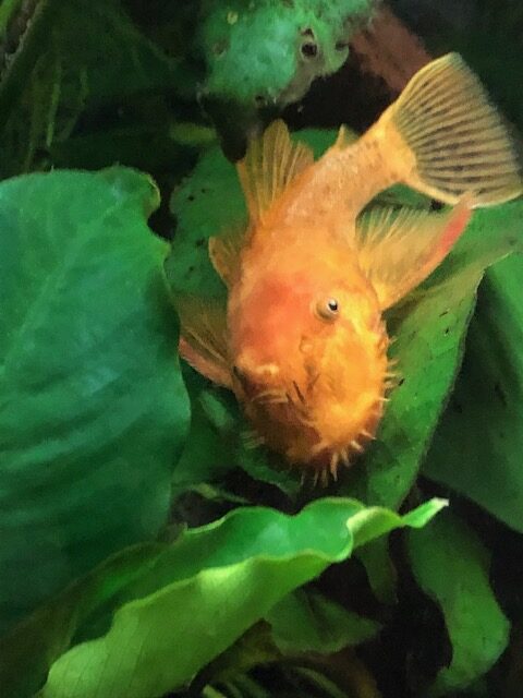 Bristlenose pleco