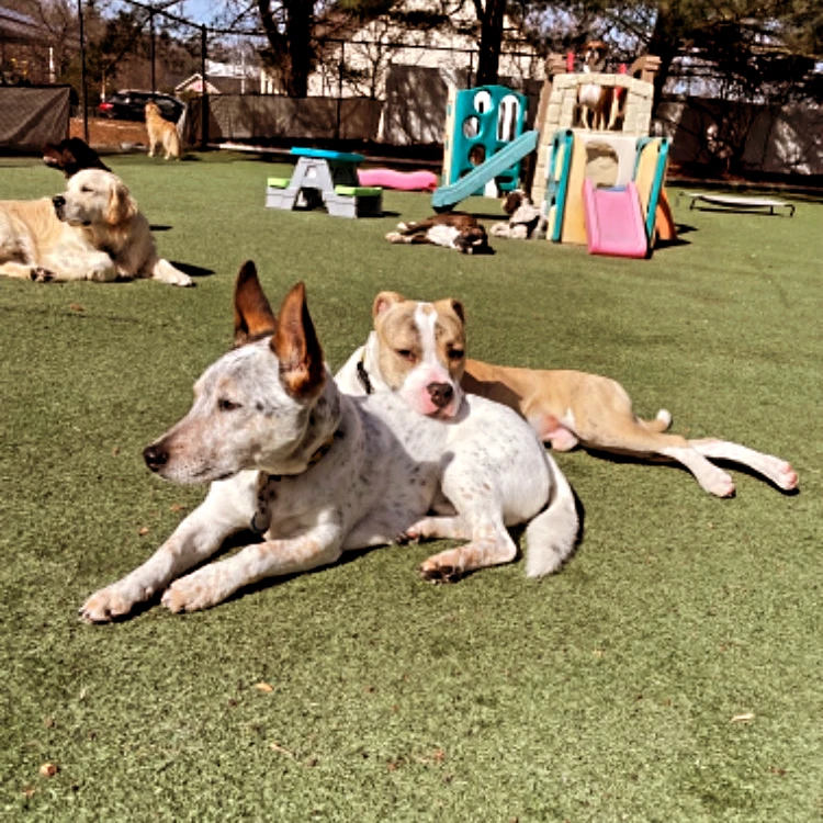 Two dogs cuddle with each other out on the grass