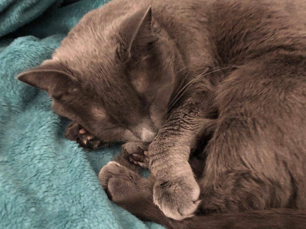 A cat sleeps curled up