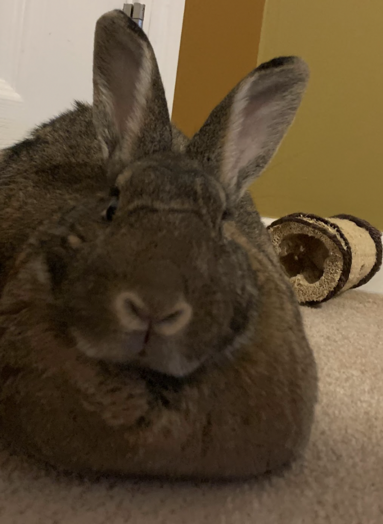 A brownish/blackish bunny sits on carpet