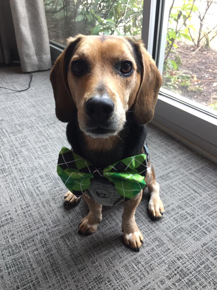 A dog wears a bowtie