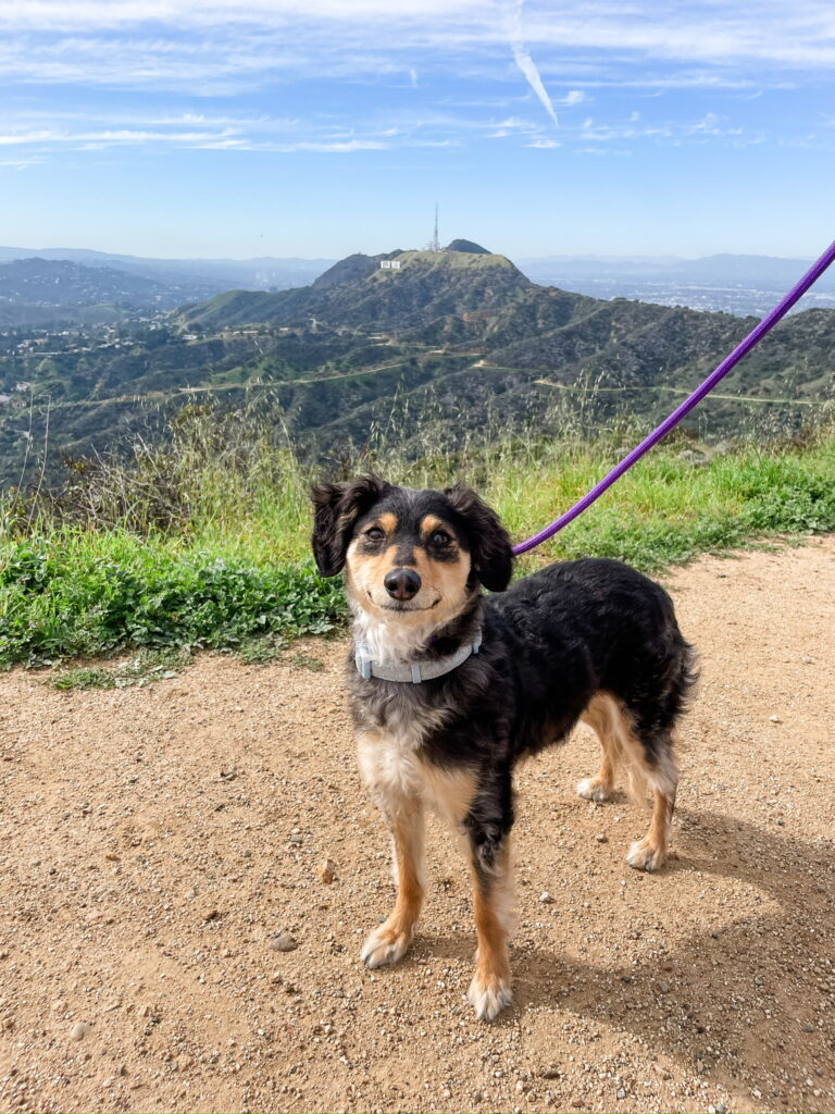 A dog on a leash