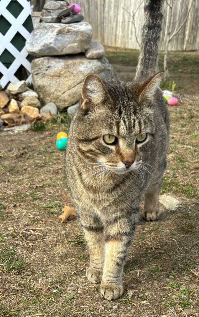 Tabby cat