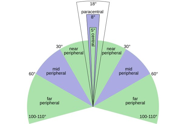 A chart showing the different points of peripheral vision