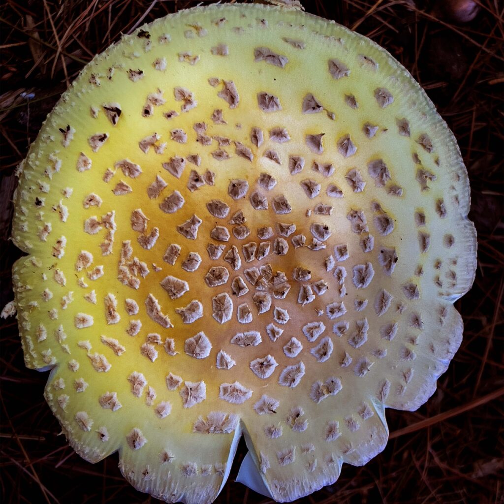 A closeup of a mushroom top