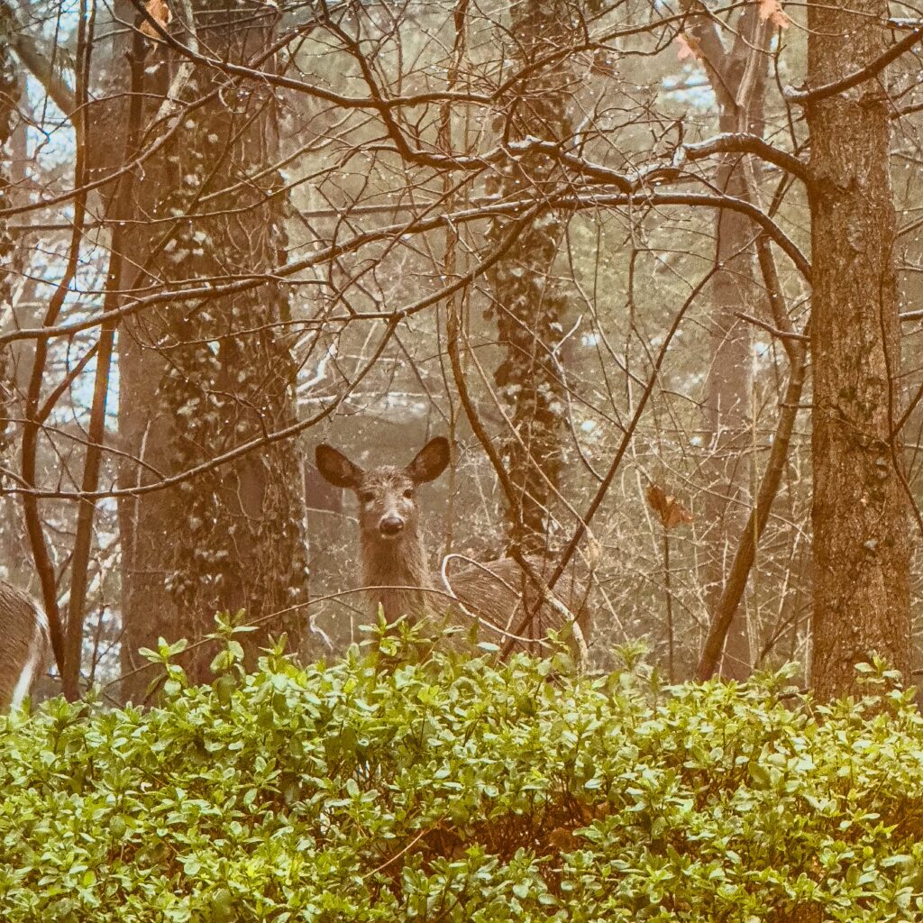 A solitary deer over a green hedge with trees in the background
