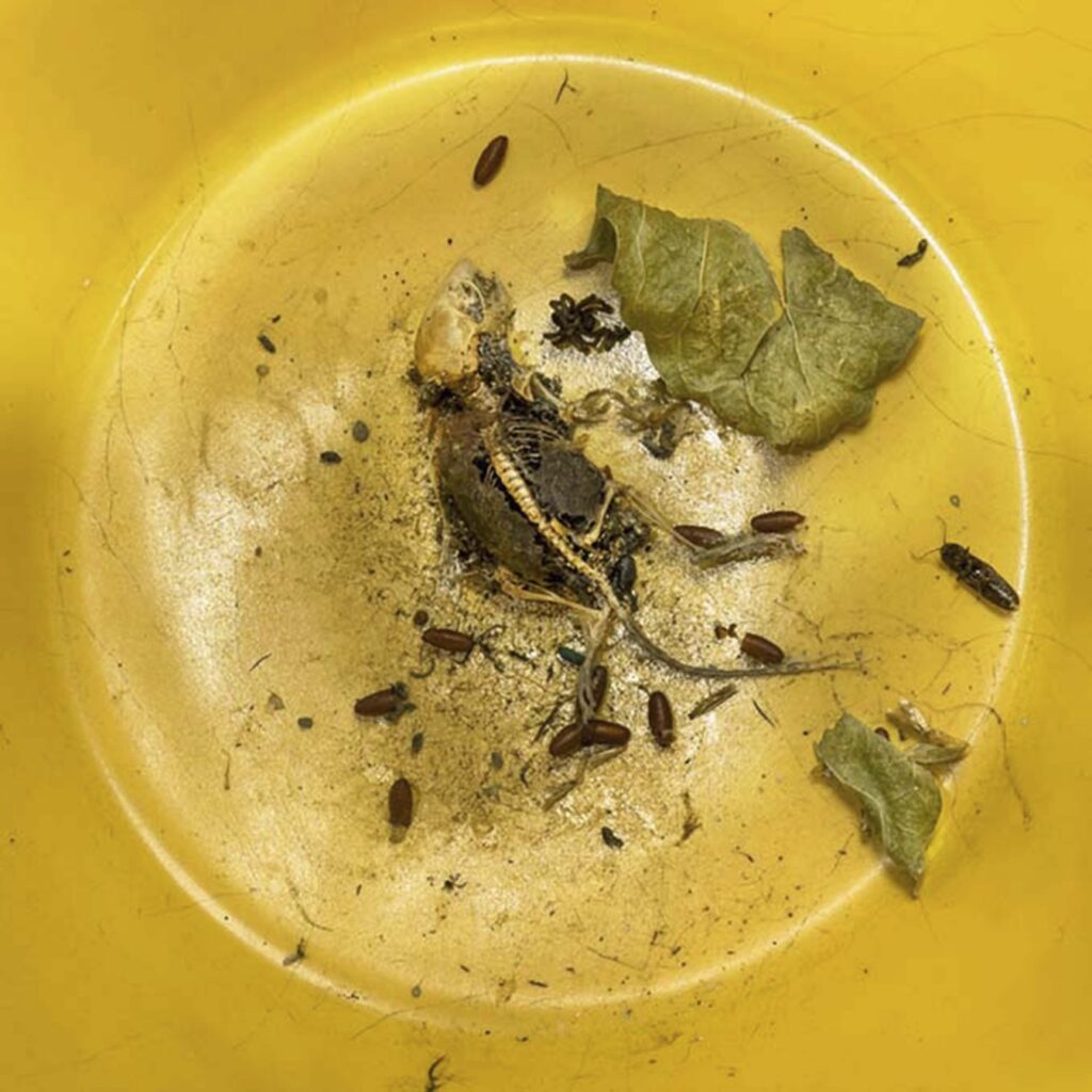 A rodent skeleton in a yellow bowl