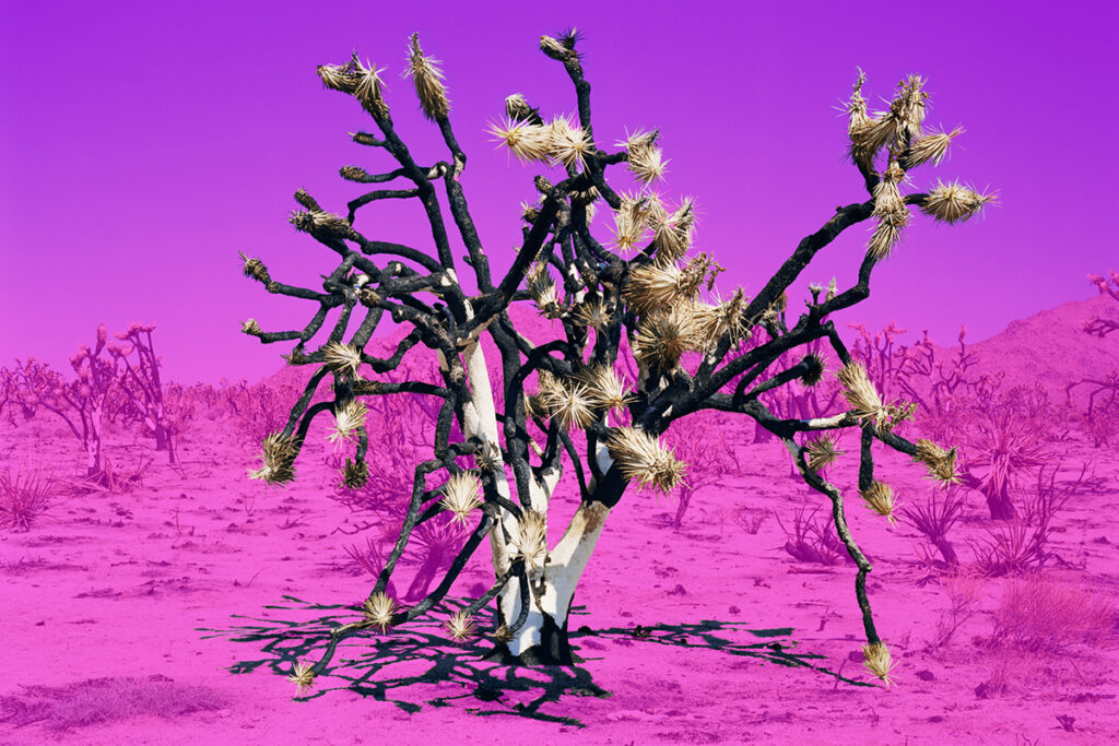 Digital image of a desert landscape featuring a Joshua tree with a fuchsia and purple screen behind it