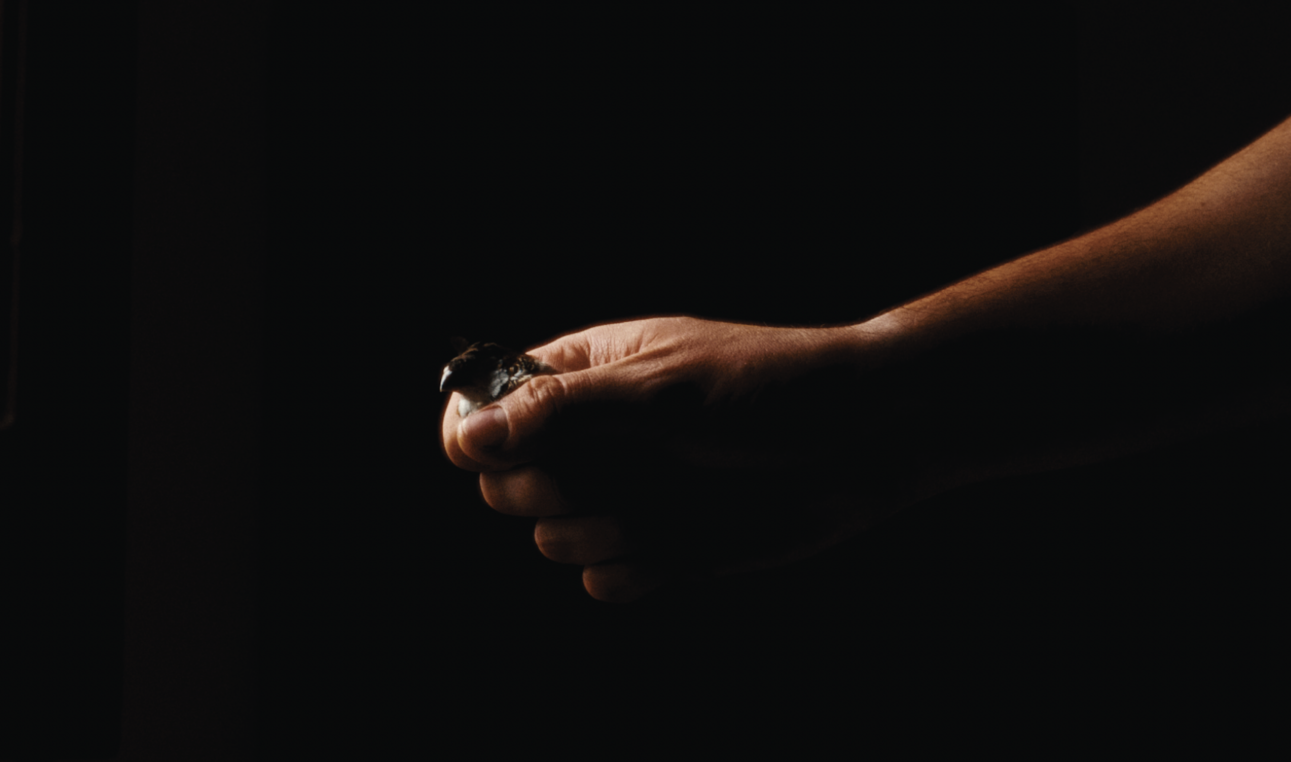 A hand holds a bird